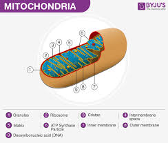 A light microscope image shows the chromosomes, stained dark blue, in a dividing cell of an african globe lily, a good organism for studying cell division because its chromosomes are much thicker and easier to see than human ones. A Labelled Diagram Of Mitochondria With Detailed Explanation