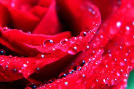 We have 67+ amazing background pictures carefully picked by our community. Pin By Cassy Mayer On Roses Rose Flower Wallpaper Beautiful Roses Rose Flower Hd