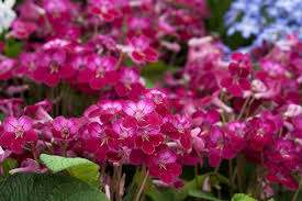 Image result for Streptocarpus goetzei