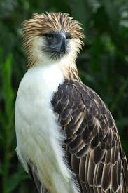 Eagle Birds Of Prey Animals Philippine Eagle Philippine Eagle Birds Of Prey Rare Birds