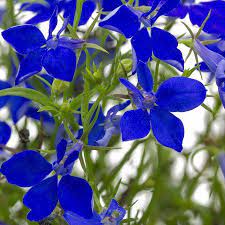 Lobelia Flower Garden Seeds Regatta Series Midnight Blue 1000 Seeds Trailing Annual Flower Gardening Seed Lobelia Erinus Walmart Com In 2021 Lobelia Flowers Annual Flowers Flower Garden Plans