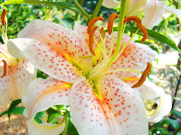 Maybe you would like to learn more about one of these? Beautiful Lilies Floral Art Prints Orange White Lily Flowers Baslee Troutman Greeting Card For Sale By Patti Baslee