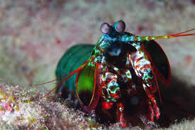 I have been getting a lot of questions about mantis shrimp in the past, and it seems like a lot of people have been having trouble using it, so here is a series of tutorials that should get you all started with mantis shrimp. Researchers Have Studied The Mantis Shrimp To Develop A Better Self Driving Car Camera Techspot