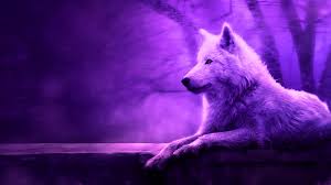The great collection of cool wolf wallpaper for desktop, laptop and mobiles. Cool Wolf Hd Backgrounds 2021 Live Wallpaper Hd