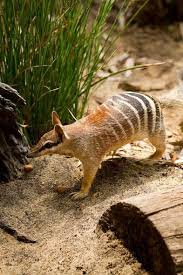 Keseli Karincayiyen Numbat Myrmecobius Fasciatus Australia Animals Animals Beautiful Numbat