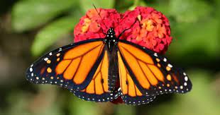 Pin En Naturaleza