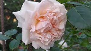Пенни Лейн - Penny Lane (Climbing Rose): описание, характеристики, фото и отзывы
