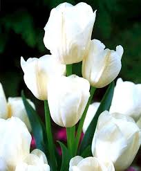 We did not find results for: Tulip White Bouquet Multi Flowering Tulips Tulips Flower Bulbs Index Lukovichnye Cvety Tyulpany Cvetnik Plan