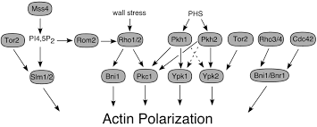 The cell wall acts to protect the cell mechanically and chemically from its environment, and is an additional layer of protection to the cell membrane. Cell Wall Integrity Signaling In Saccharomyces Cerevisiae Microbiology And Molecular Biology Reviews