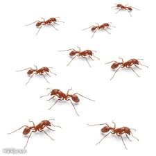 How do ants find food? How To Get Rid Of Ants In The House Your Yard Family Handyman