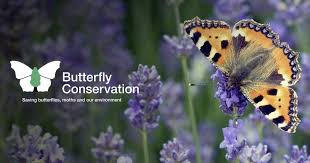 Butterflies Conjure Up Images Of Sunshine The Warmth And Colour Of Flowery Meadows And Summer Gardens Team Butterfly Conservation Butterfly Species Butterfly