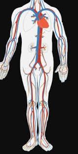 Veins and arteries diagram artery structure function and disease. Label The Following Diagram A Ulnar Artery B Radial Artery C Brachial Artery D Subclavian Artery E Axillary Artery Study Com
