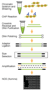 Department of computer science aalto university. Epinext Chip Seq High Sensitivity Kit Illumina Epigentek