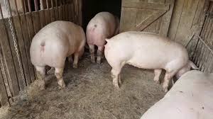 Author adminposted on april 17, 2015categories animale si pasari, suceavatags porci de vanzare in judetul calarasi, porci de. Porci Rasa De Vanzare Youtube