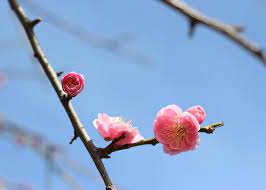 We did not find results for: 47 Plants That Begin To Bloom In March Stacker