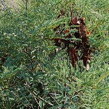 Image result for Elephantorrhiza burkei