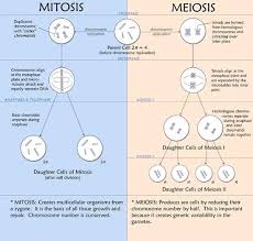 A word bank can be provided or removed to make the crossword more or less challenging. Science Is The Regular Science That Spotlights On The Investigation Of Life And Living Creatures Including Their Str Biology Classroom Biology Lessons Mitosis