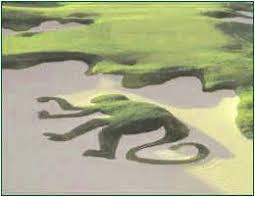 Seen On The Green Monkey Golf Course At Sandy Lane Resort In Barbados Animal Drawings Animals Drawings
