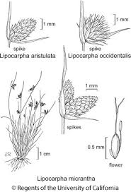 Image result for Lipocarpha