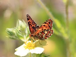 Image result for Chrysochloa hubbardiana