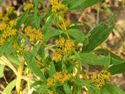 Image result for Flaveria bidentis