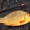 One of the fish i caught was a crucian carp, which i donated to the museum. 3