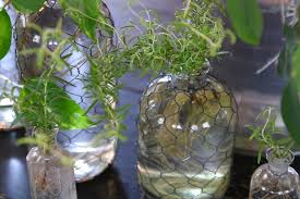 Growing flowers in wine bottles. Bottle Plants The Farmhouse Project