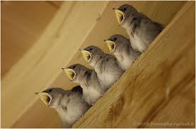 Hungrige Spatzen Kleine Schreihalse Schwalbe Spatz Schreihals