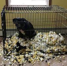 We review the best dog crates for separation anxiety in 2020 that will significantly help you decrease your dog's stress whenever you go out of the door. Pin On Funny Animals