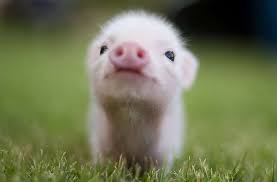 Tampilkan postingan dengan label gambar babi lucu. 100 Gambar Babi Meme Hd Infobaru