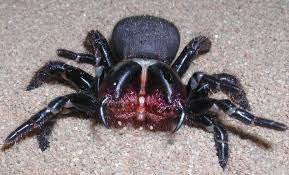 The Australian Mouse Spiders Funnel Web Spider Sydney Funnel Web Spider Spider