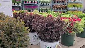 Check spelling or type a new query. Proven Winners Ninebark Summer Wine Ginger Wine Tiny Wine Summer Wine Black Native Color Youtube