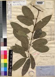 Image result for Pleiocarpa