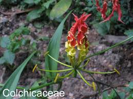 Image result for Colchicaceae