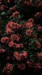 We hope you enjoy our rising collection of aesthetic wallpaper. Flower Android Iphone Desktop Hd Backgrounds Wallpapers 1080p 4k 128142 Hdwall Iphone Wallpaper Vintage Aesthetic Iphone Wallpaper Cloud Wallpaper