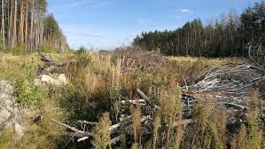 Radiation levels near the site of the chernobyl nuclear reactor disaster have spiked as firefighters battle to contain two forest fires in the area. In Chernobyl S Radioactive Forest Arson And Timber Smuggling Environment News Al Jazeera