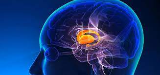 Hirnstimulation Weckt Bewusstlose Affen Areal Im Zwischenhirn Spielt Eine Schlusselrolle Fur Unser Bewusstsein Scinexx De