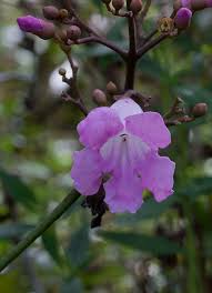 Image result for Tanaecium