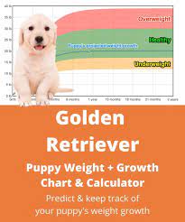 Here's a sample of the results you will get: Golden Labrador Weight Growth Chart 2021 How Heavy Will My Golden Labrador Weigh The Goody Pet