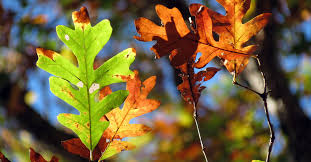 Image result for white oak leaf