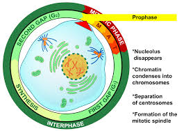 These are diploid cells, with each cell containing a full complement of chromosomes. Prophase Wikipedia