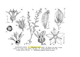 Image result for Wahlenbergia erecta