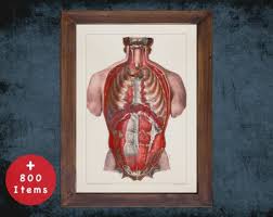This class is meant to teach you the primary muscles of the torso as it pertains to Anatomy Art Torso Inside Back Medical Student Gift Osteopaths And Osteopathy Doctor Office Decor