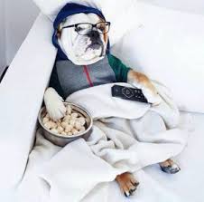 Common health problems in bulldogs and how choosing the right food can help. Best Dog Food For Bulldogs Inside Dogs World