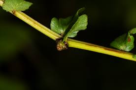 Image result for Ampelopteris prolifera