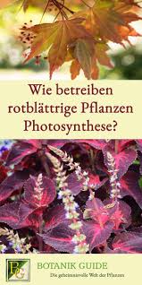 Zimmerpflanze mit glatten grunen blattern clusia. Wie Betreiben Rotblattrige Pflanzen Photosynthese Pflanzen Photosynthese Rote Pflanzen
