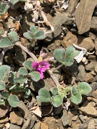 Image result for Indigastrum costatum