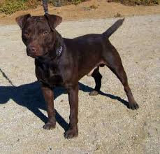 Check Out Http Patterdale Net Patterdale Terrier Puppies For Sale Bred By A Top Bre Patterdale Terrier Patterdale Terrier Puppy Patterdale Terrier For Sale