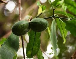 Image result for Necepsia castaneifolia