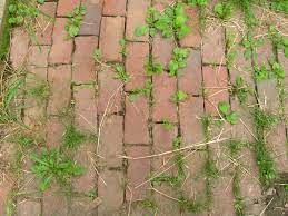 Cara membasmi rumput liar dengan obat roundup. Cara Menghilangkan Rumput Liar Dengan Mudah 100 Work